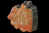 Colorful, Polished Petrified Wood (Araucarioxylon) - Arizona #147903-2